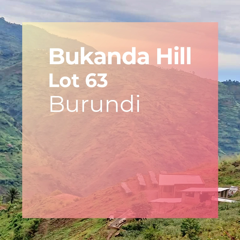 BUKANDA HILL, Lot 63 - Fully Washed