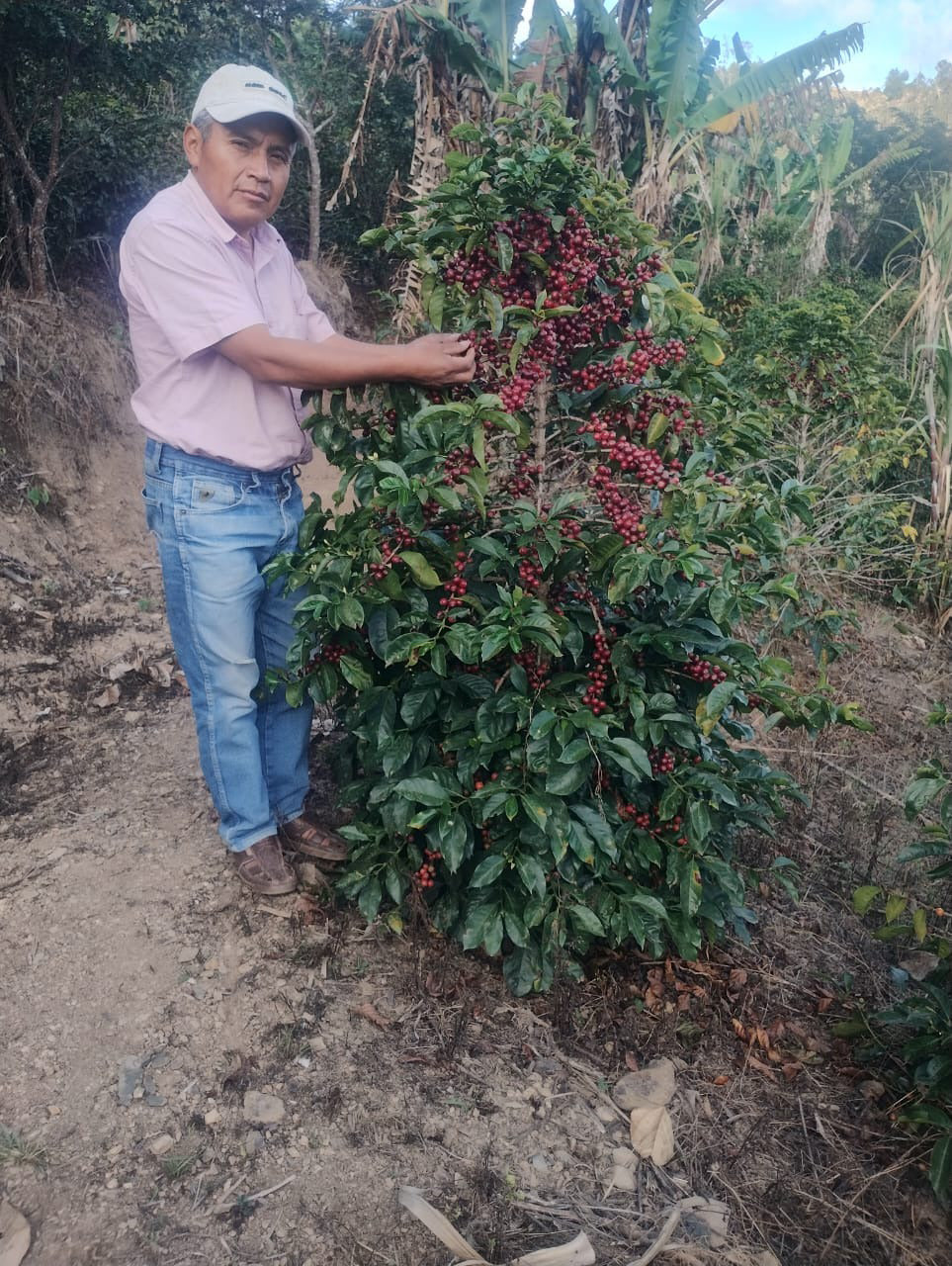 ELZER GARCIA, La Shapa Washed Caturra
