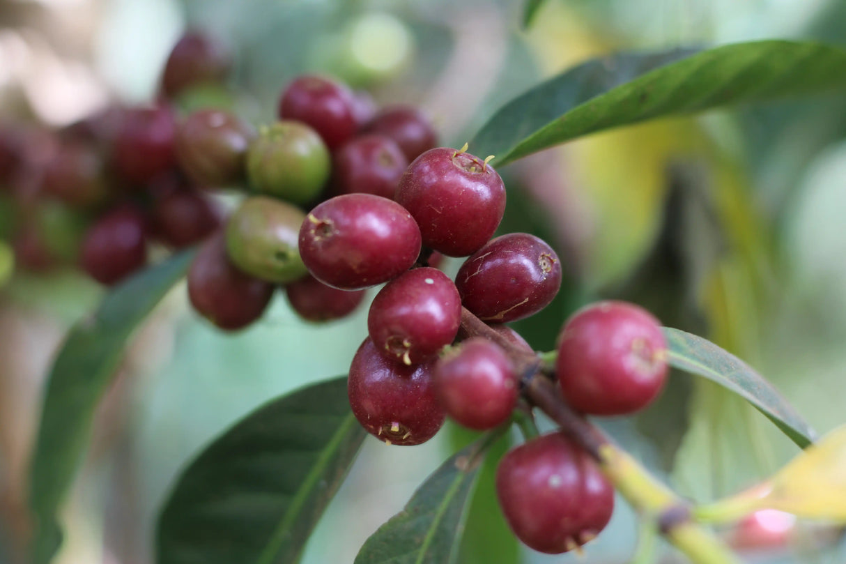 FLOW STATE Espresso