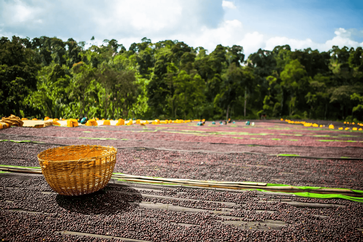 Coffee cherries drying on raised beds at the washing station at Konga Amederaro in Yirgacheffe, Ethiopia.