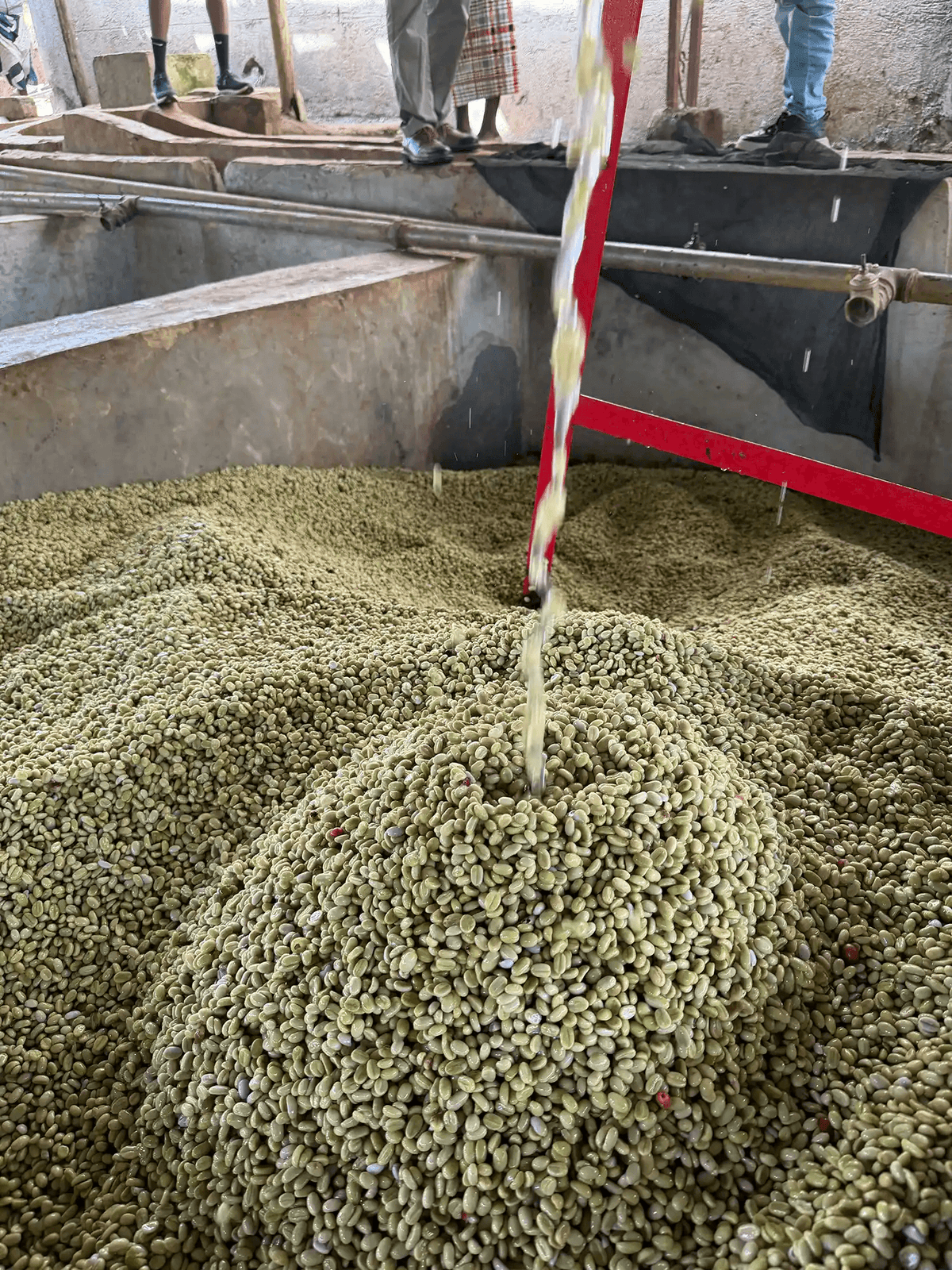 Coffee parchment being washed in a fermentation tank at a washing station in Sidama, Ethiopia