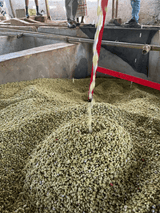 Coffee parchment being washed in a fermentation tank at a washing station in Sidama, Ethiopia