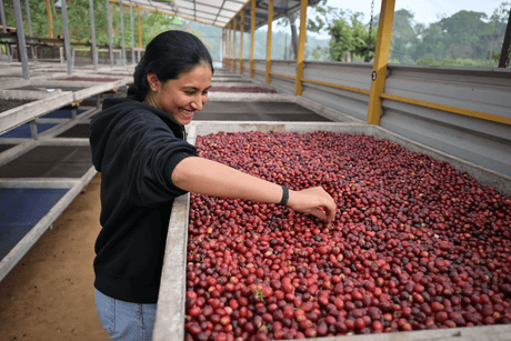 Pannaga Karumbaiah at Mooleh Manay, sorting through drying coffee cherries for the natural process