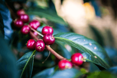 Ripe red coffee cherries still on the branch in Yirgacheffe, Ethiopia.