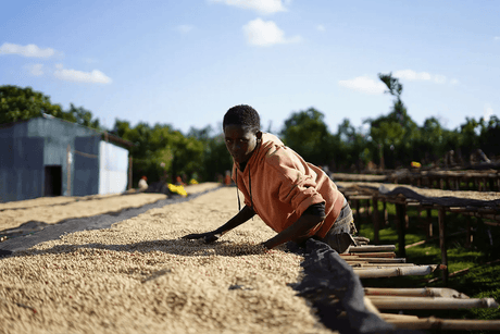 Washed coffee parchment being spread out on raised beds in Sidama, Ethiopia