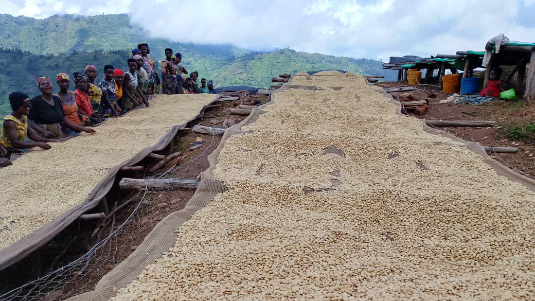 Coffee beans being dried outdoors with people supervising, set against a mountainous landscape.