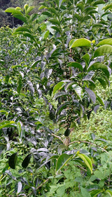 FRUIT LOOP Espresso