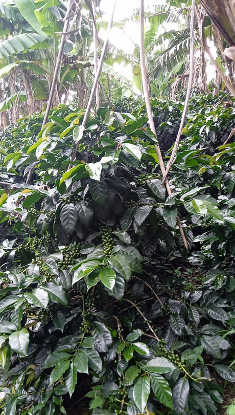 Coffee plants with green leaves and coffee berries in a forest setting