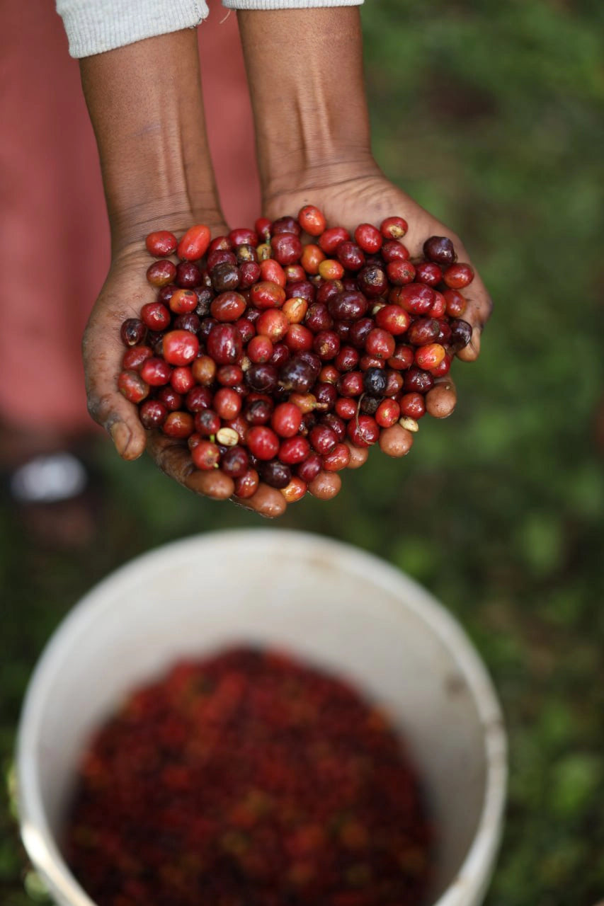 Ripe, red coffee cherries freshly harvested at Darara Farm in Sidama, Ethiopia