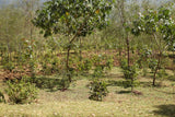Coffee trees growing under shade on Darara Farm in Sidama, Ethiopia