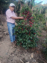 ELZER GARCIA, La Shapa Washed Caturra