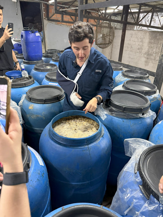Coffee fermenting without oxygen (anoxic) in blue sealed barrels on El Vergel Estate, Colombia