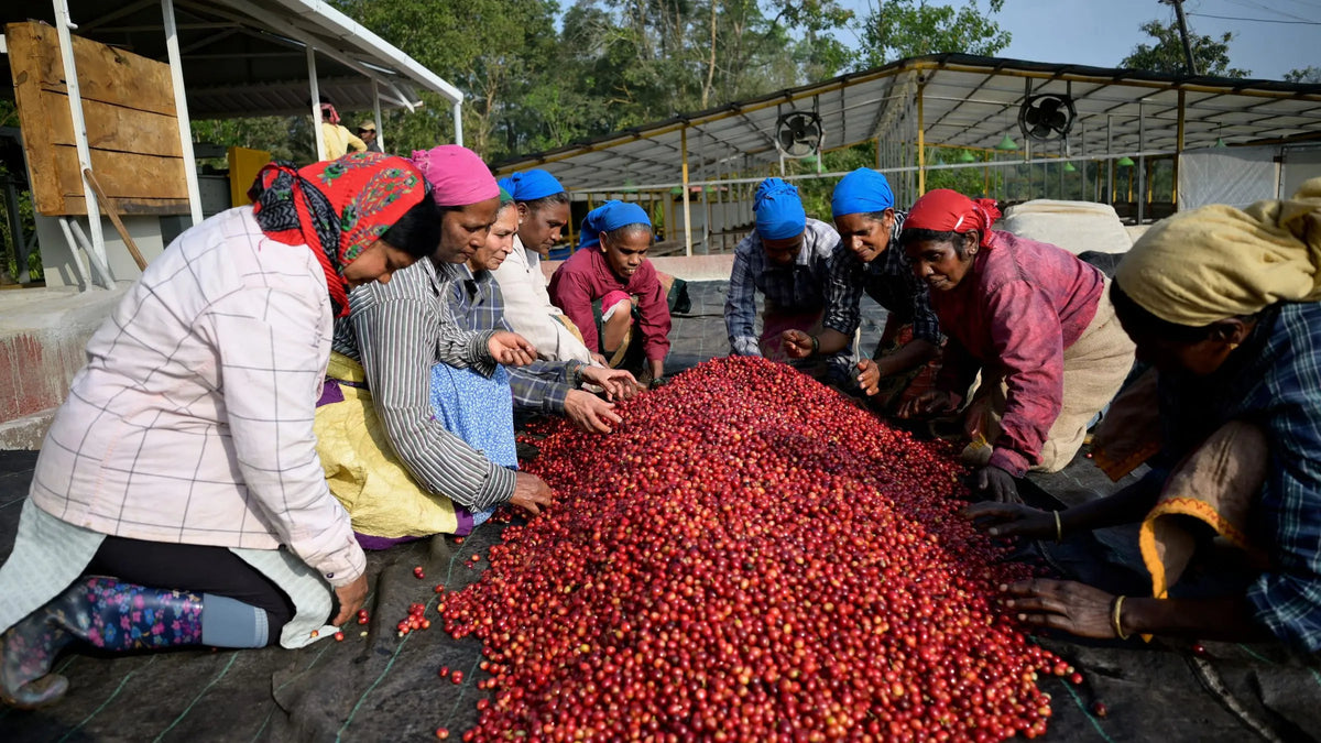 Workers at Mooleh Manay Estate sorting through a large pile of freshly harvested red coffee cherries before processing