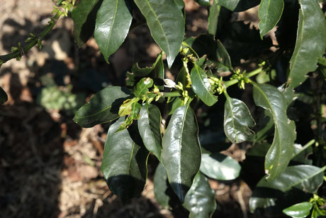 Buds growing on coffee trees on Los Cipreses coffee farm in Costa Rica