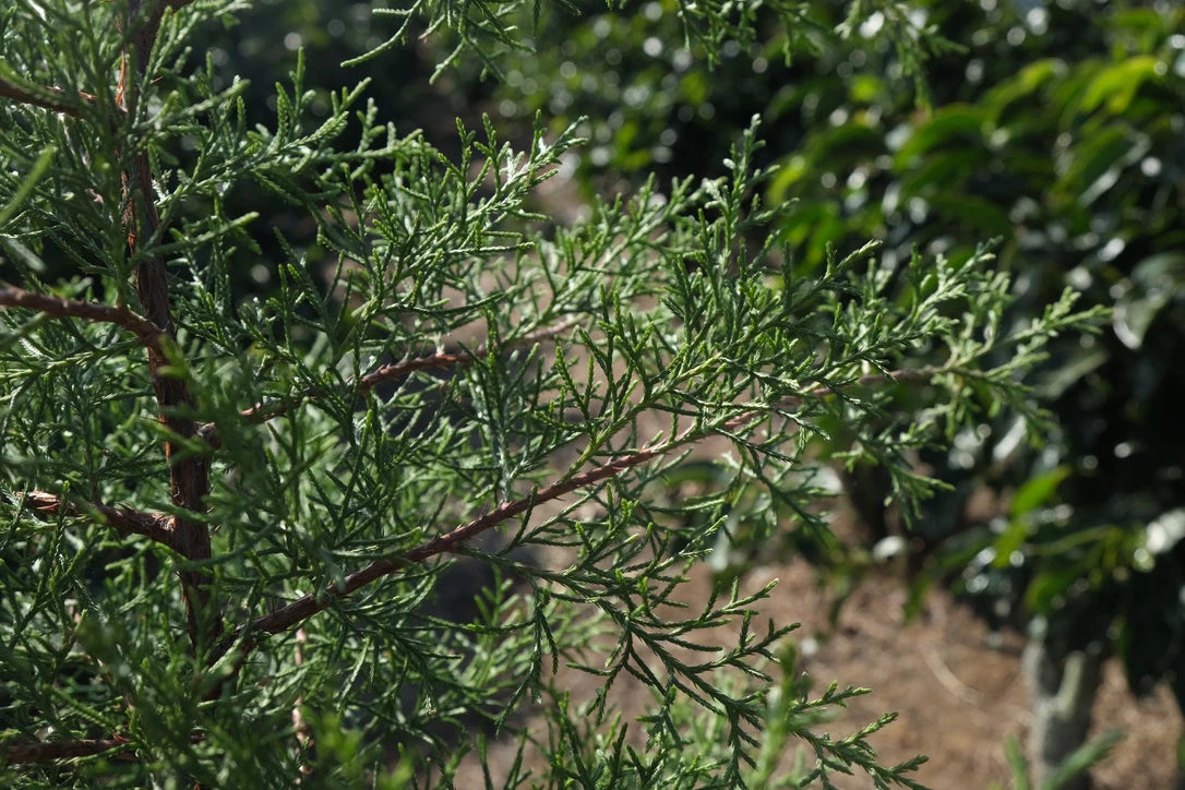 The Cypress trees from which the farm takes its name, at Los Cipreses coffee farm, Costa Rica