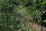 The Cypress trees from which the farm takes its name, at Los Cipreses coffee farm, Costa Rica
