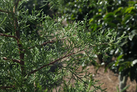 The Cypress trees from which the farm takes its name, at Los Cipreses coffee farm, Costa Rica