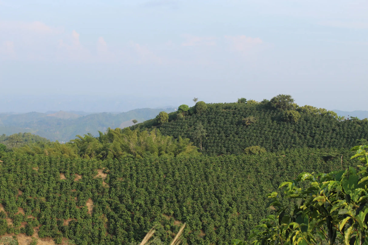 NIGHTCAP Decaf