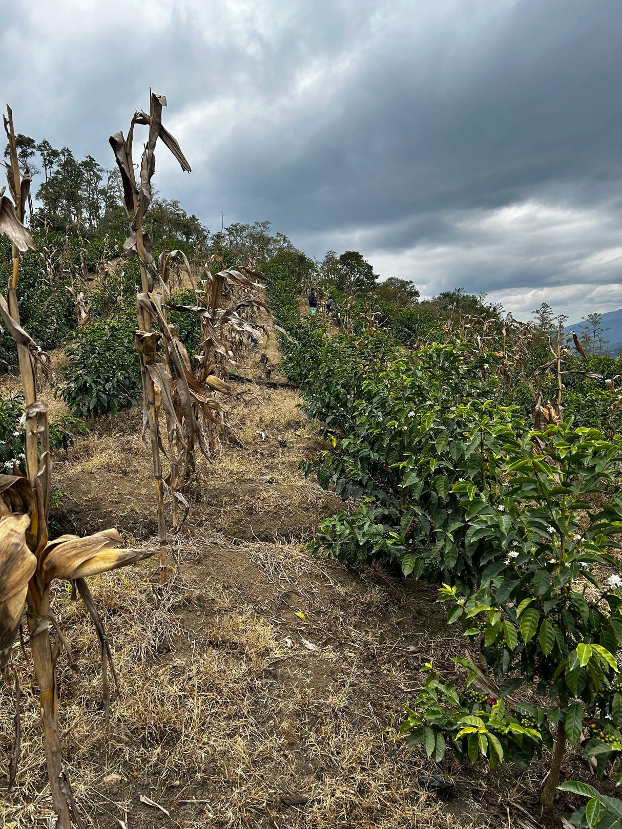 JOEL MARIN, El Cruce Anoxic Natural Gesha