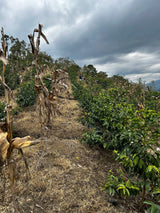 JOEL MARIN, El Cruce Anoxic Natural Gesha