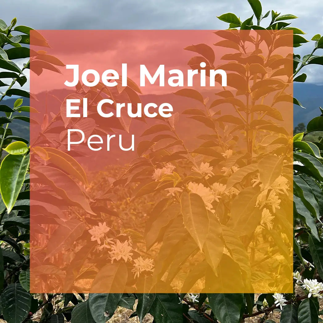 JOEL MARIN, El Cruce Anoxic Natural Gesha
