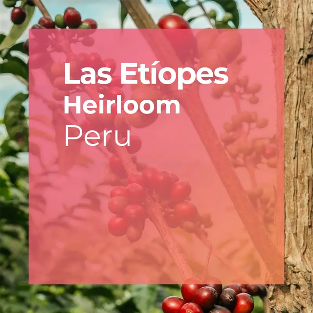 Thumbnail image for Las Etíopes, Ethiopian Varieties
