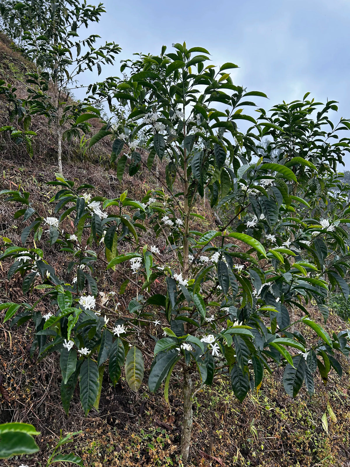 Ethiopian coffee trees flowering on Las Etíopes farm, Peru