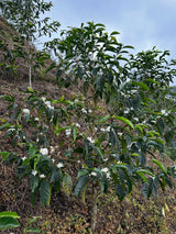 Ethiopian coffee trees flowering on Las Etíopes farm, Peru