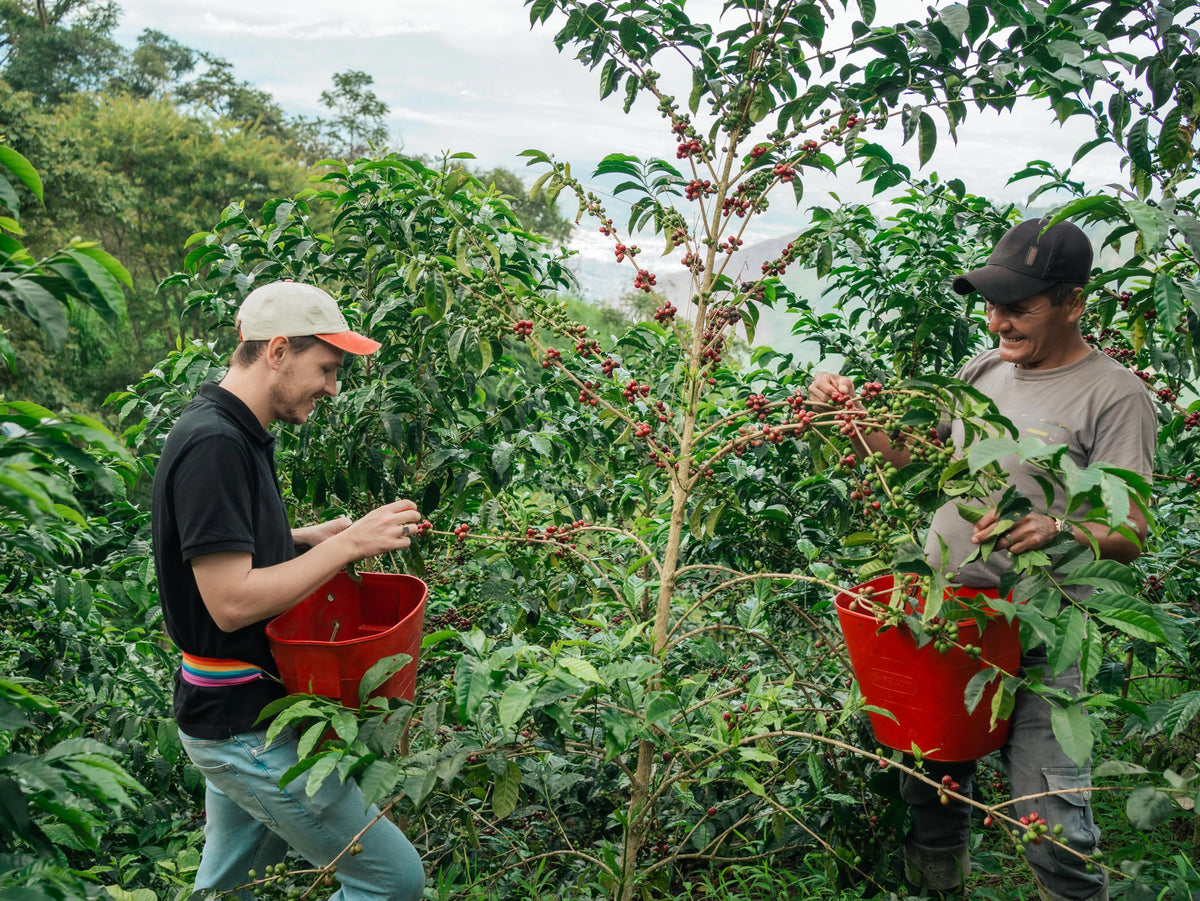 Simon Brown harvesting coffee cherries on Las Etíopes farm, Peru