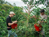 Simon Brown harvesting coffee cherries on Las Etíopes farm, Peru