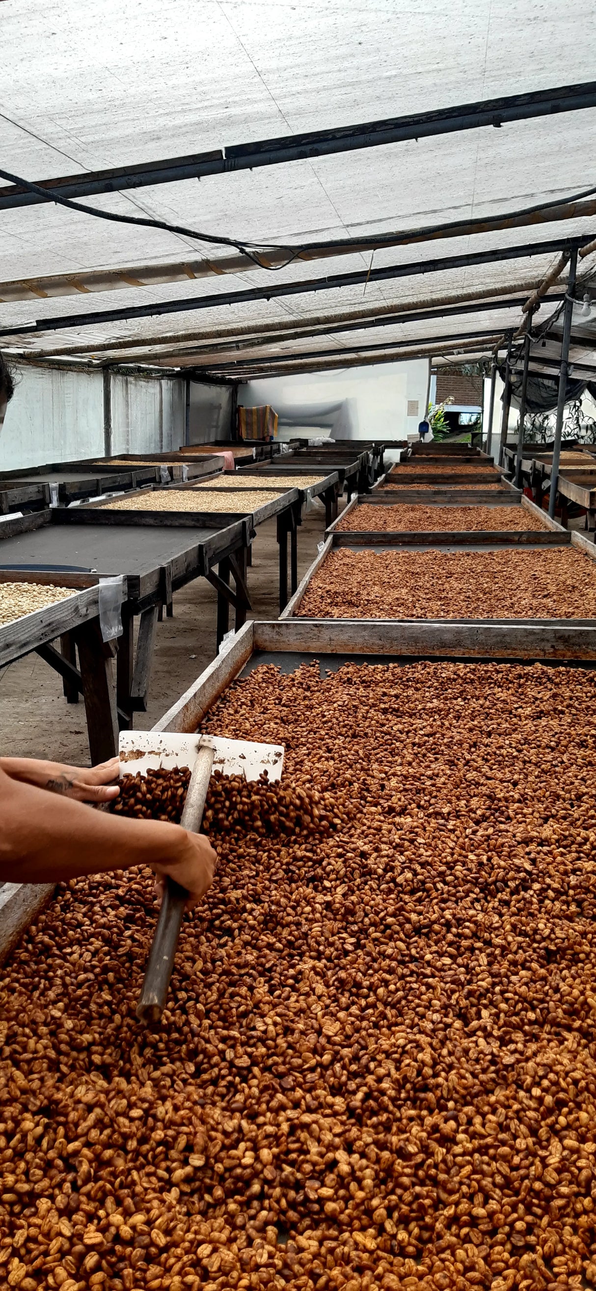Honey processed coffee being stirred on Finca Maputo, Ecuador