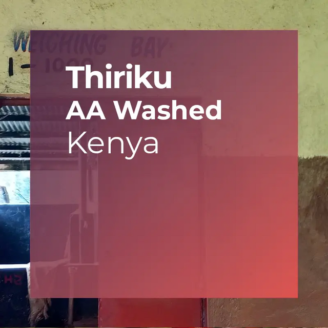 Thumbnail image for filter coffee Thiriku AA Washed, Kenya