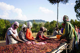 People sorting coffee cherries at Bishan Guracha Station, West Arsi, Ethiopia