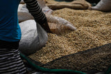 Coffee beans being spread out to dry on African raised beds at Bishan Guracha Station, West Arsi, Ethiopia