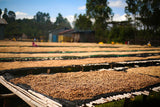 Coffee beans drying on African raised beds at Bishan Guracha Station, West Arsi, Ethiopia