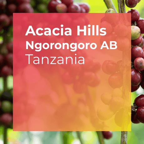 Product thumbnail for Acacia Hills Coffee Estate, Washed AB, from Tanzania