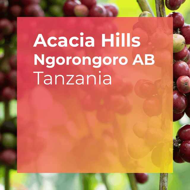 Product thumbnail for Acacia Hills Coffee Estate, Washed AB, from Tanzania