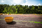 Coffee cherries drying on raised beds at the washing station at Konga Amederaro in Yirgacheffe, Ethiopia.