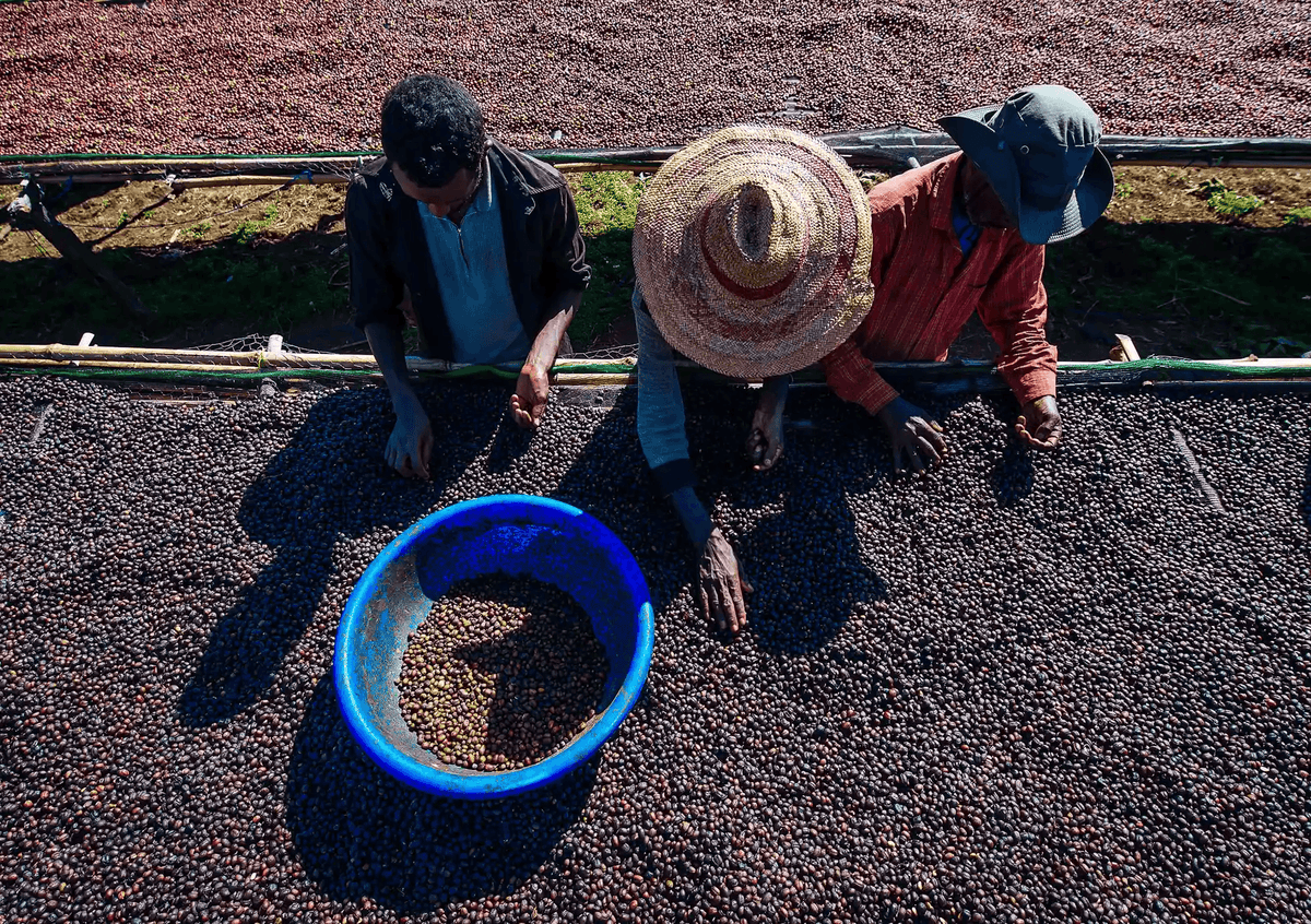 Coffee cherries drying at the washing station with workers inspecting the quality at Konga Amederaro in Yirgacheffe, Ethiopia.