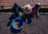 Coffee cherries drying at the washing station with workers inspecting the quality at Konga Amederaro in Yirgacheffe, Ethiopia.